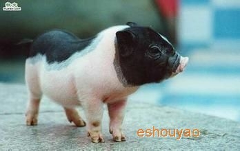 興旺豬藥
