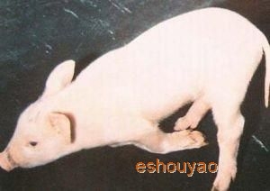 豬鏈球菌病