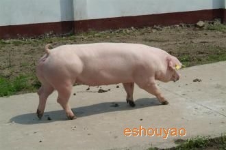 豬病預防